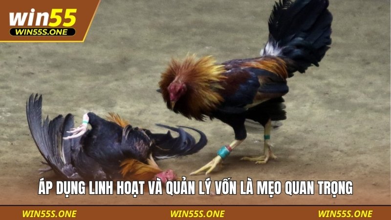 Áp dụng linh hoạt và quản lý vốn là mẹo quan trọng