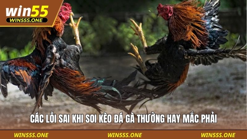 Các lỗi sai khi soi kèo đá gà thường hay mắc phải