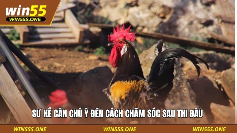 Sư kê cần chú ý đến cách chăm sóc sau thi đấu 