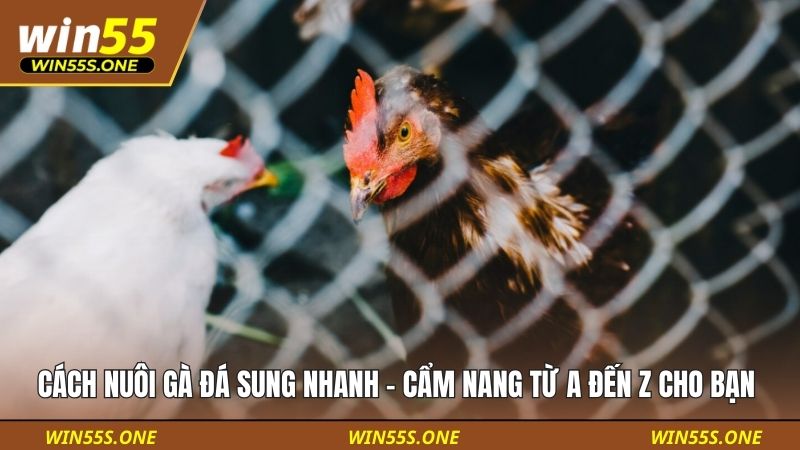 Cách nuôi gà đá sung nhanh