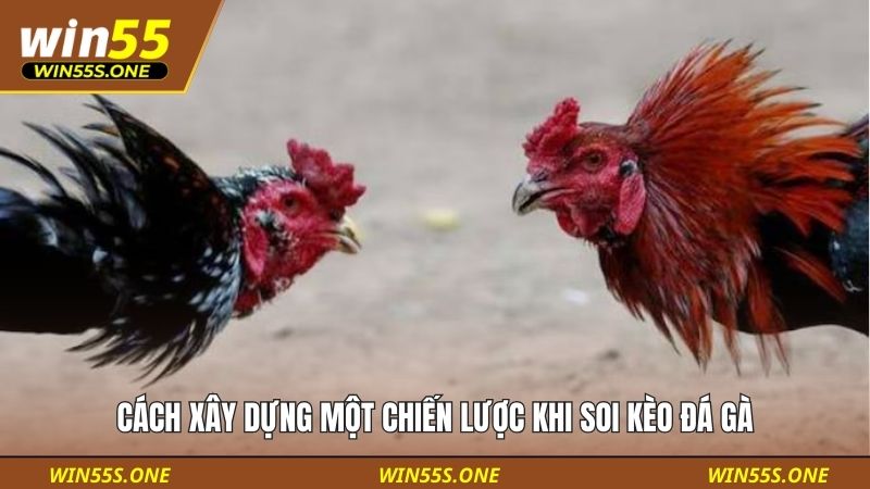 Cách xây dựng một chiến lược khi soi kèo đá gà