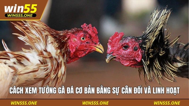 Cách xem tướng gà đá cơ bản bằng việc đánh sự cân đối và linh hoạt