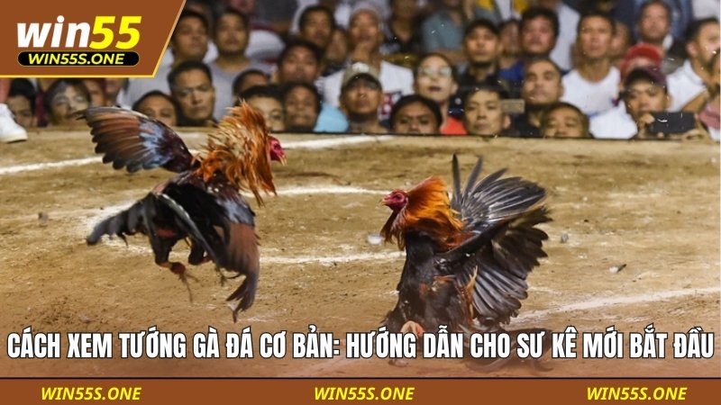 Cách Xem Tướng Gà Đá Cơ Bản