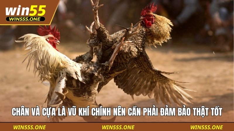 Chân và cựa là vũ khí chính nên cần phải đảm bảo để có đòn đánh uy lực