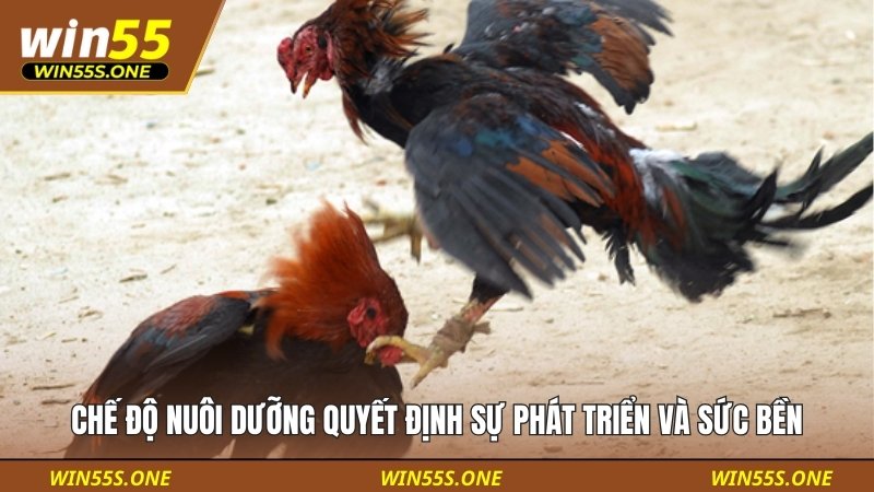 Chế độ nuôi dưỡng quyết định sự phát triển và sức bền