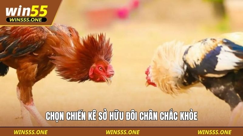 Chọn chiến kê sở hữu đôi chân chắc khỏe