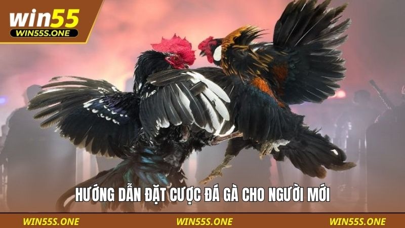 Hướng dẫn đặt cược đá gà cho người mới
