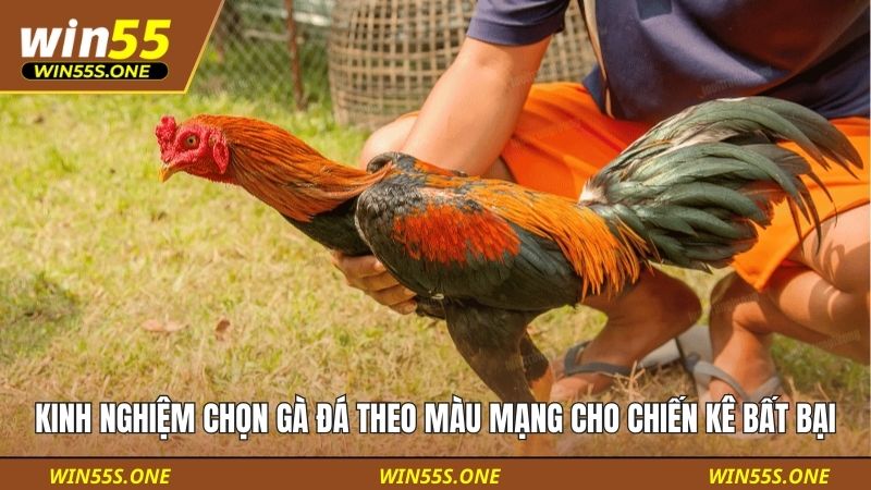 kinh nghiệm chọn gà đá theo màu mạng