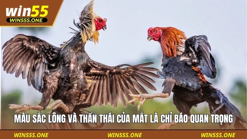 Màu sắc lông và thần thái của mắt là chỉ báo quan trọng