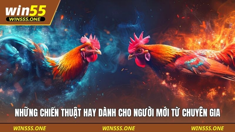 Những chiến thuật hay dành cho người mới từ chuyên gia