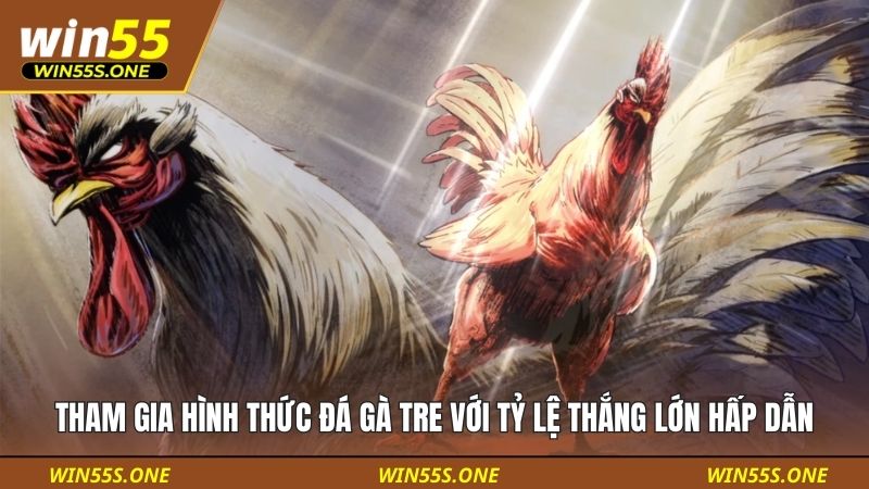 Tham gia hình thức đá gà tre với tỷ lệ thắng lớn hấp dẫn