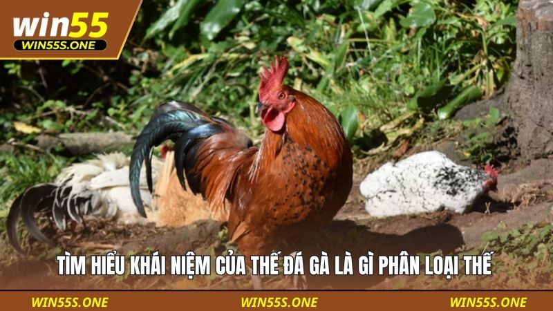 Tìm hiểu khái niệm của thế đá gà là gì phân loại thế 