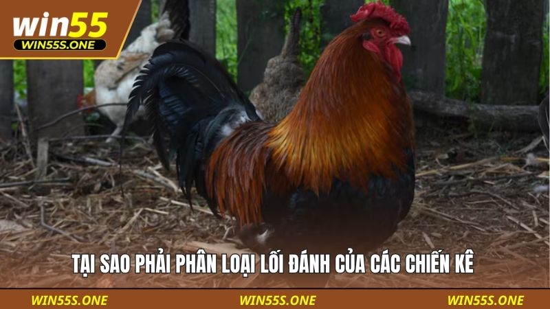 Tại sao phải phân loại lối đánh của các chiến kê 