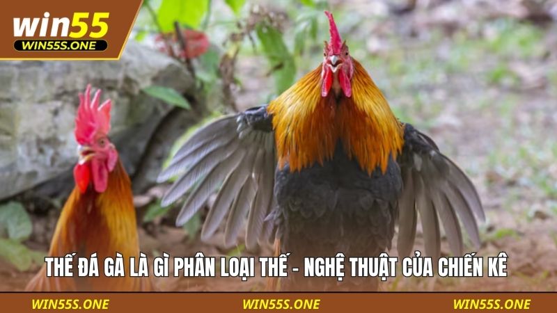 Thế đá gà là gì phân loại thế