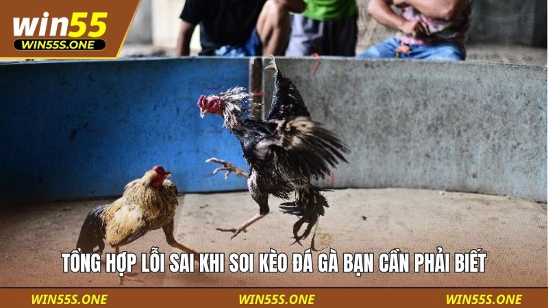 Tổng hợp lỗi sai khi soi kèo đá gà bạn cần phải biết